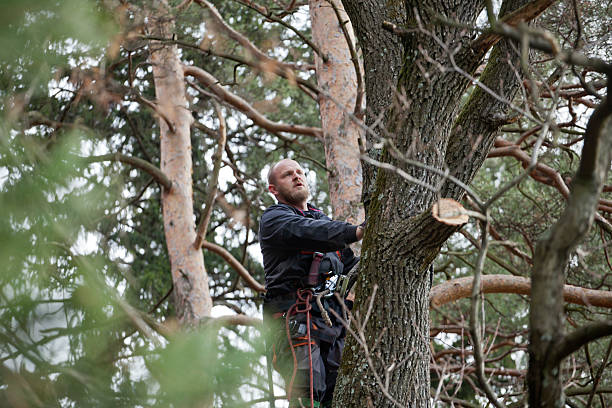 Best Hedge Trimming  in USA